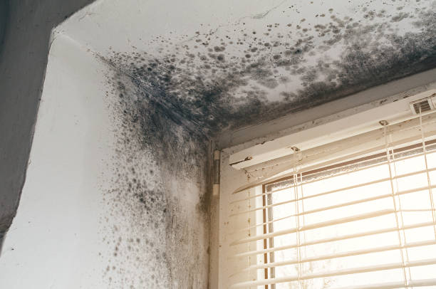 Affordable Attic Mold Remediation solutions in Franklin Park, PA